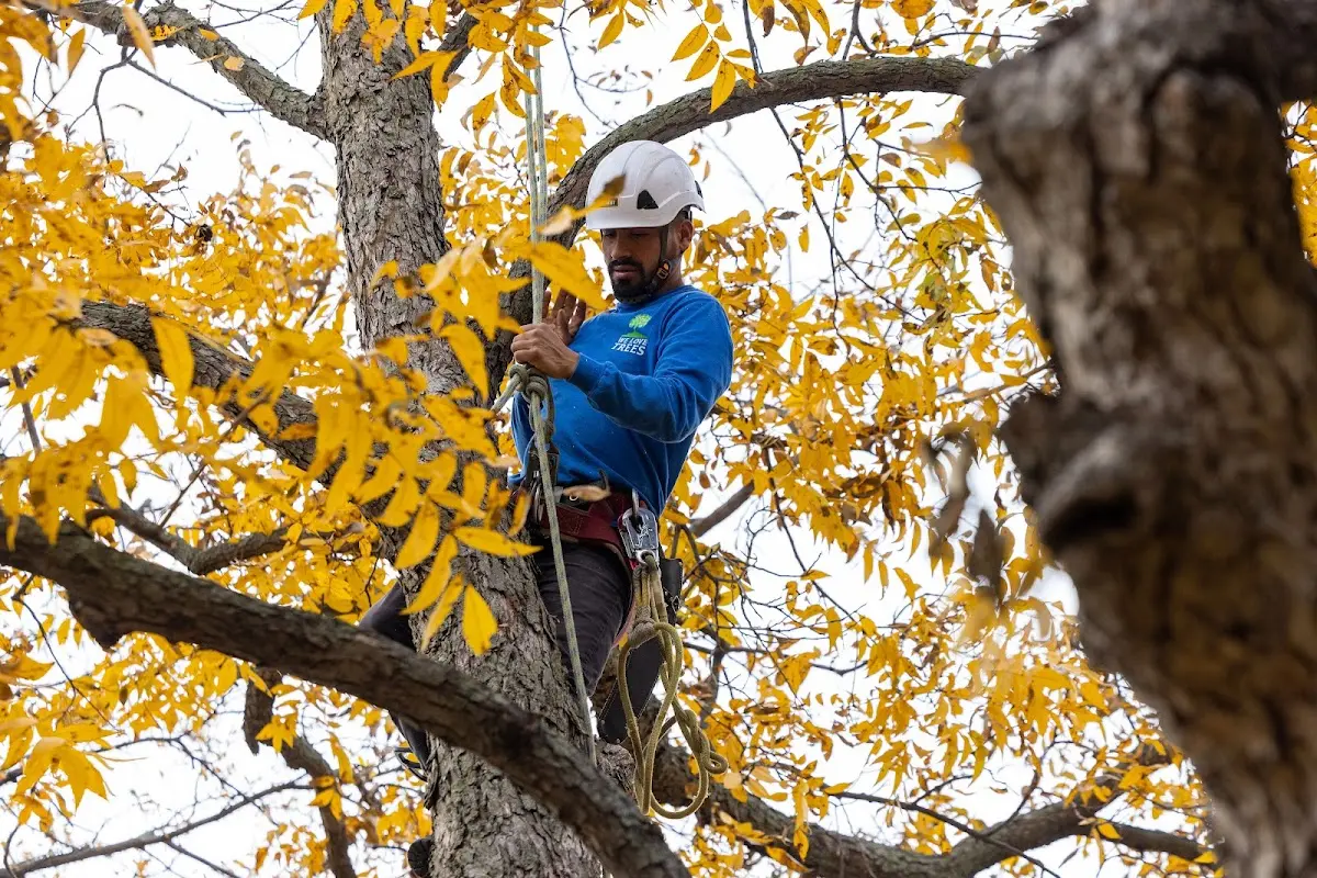 Skilled Storm Damage Cleanup crew working in Alderson